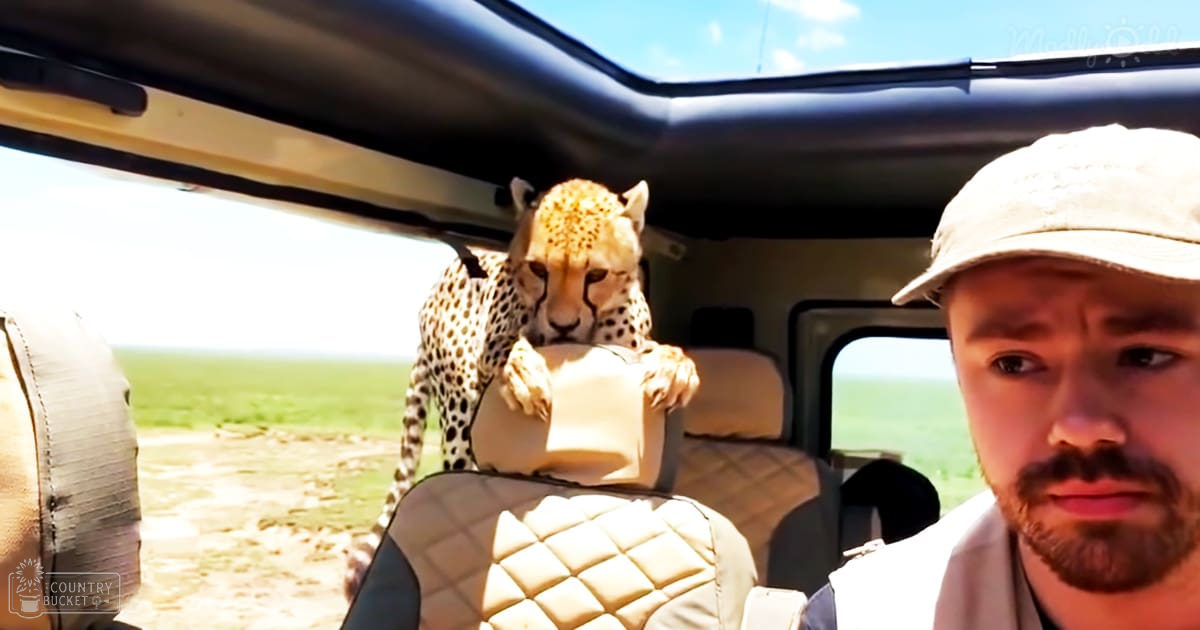 A cheetah in an open safari vehicle, with a person wearing a light-colored bucket hat and white shirt, driving under bright daylight on a savanna landscape.
