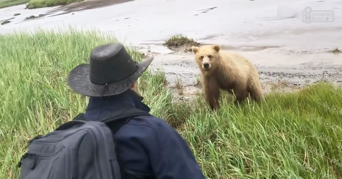 An adult male interacts with a juvenile brown bear in a grassy riverbank setting during spring or summer daylight.