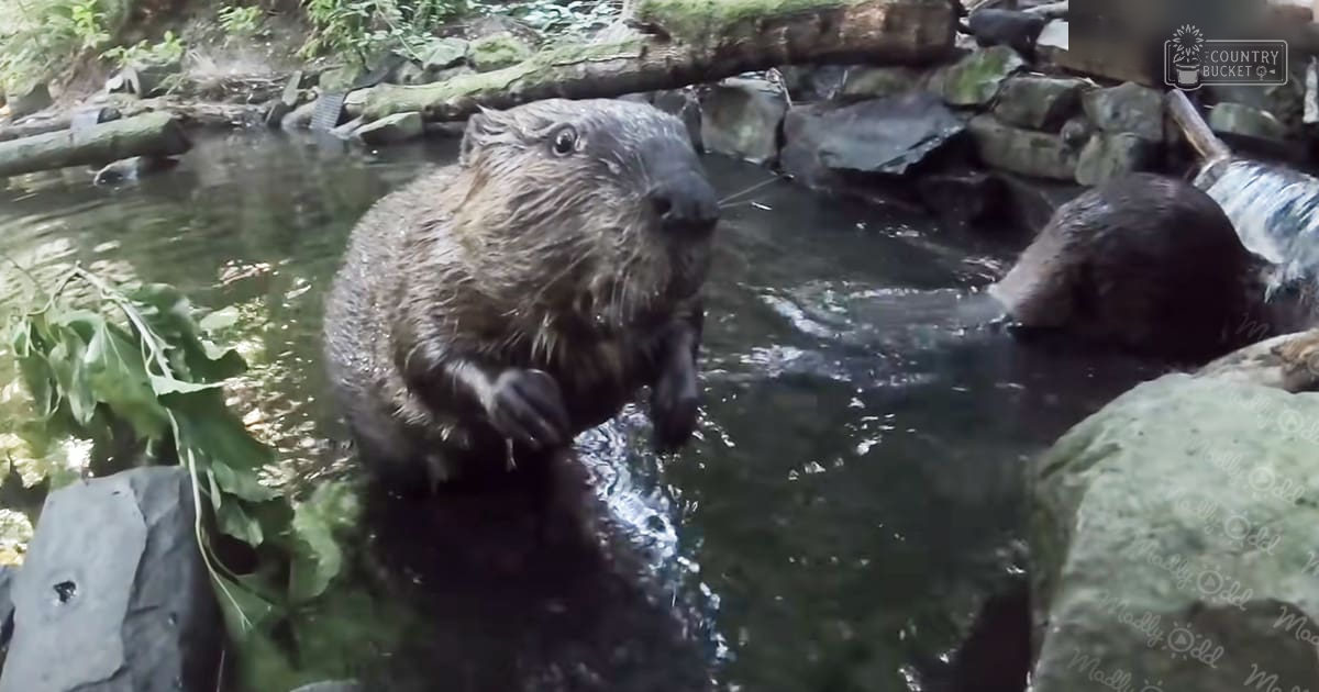 A fully grown adult beaver with wet dark brown fur stands amidst a natural water environment surrounded by rocks and vegetation under natural daylight.