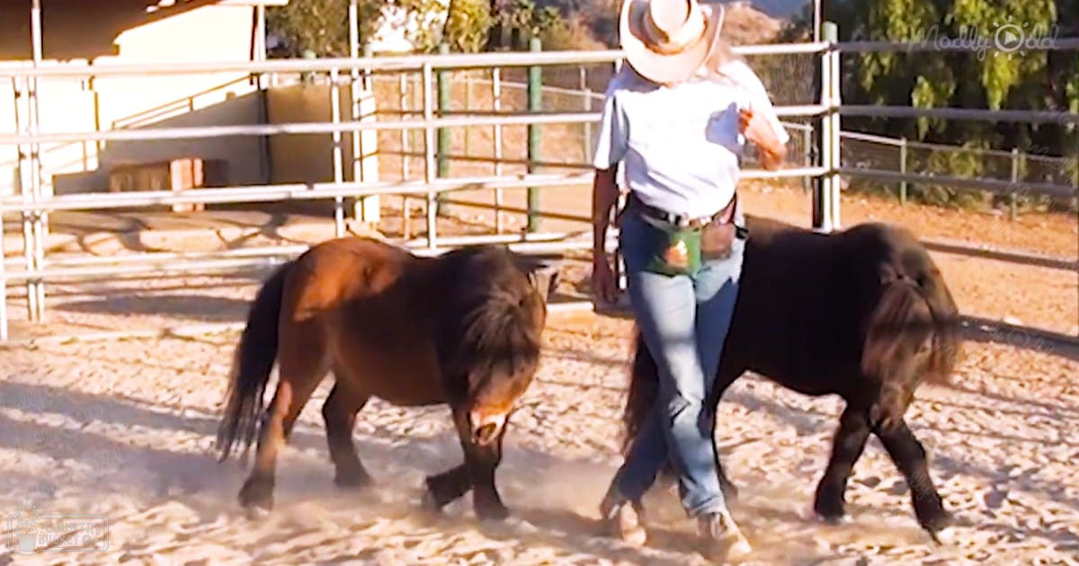A woman leads two miniature ponies in a fenced outdoor arena on what appears to be late spring, summer, or early fall day with sunlight casting shadows.
