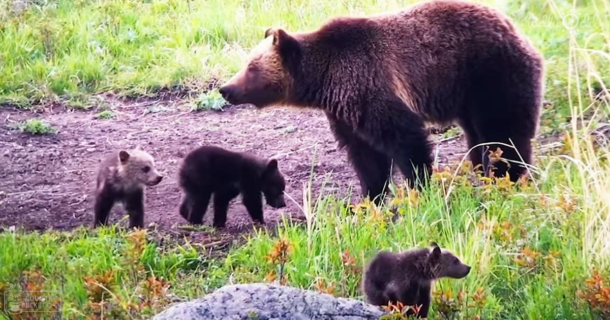 A large adult brown bear with three smaller cubs in a lush, natural outdoor setting during spring or summer, bathed in bright midday light.