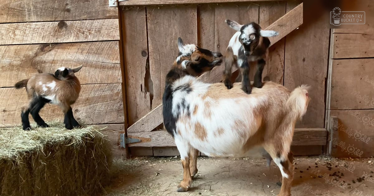 A large Nubian adult goat with a white and brown coat stands inside a barn, surrounded by two smaller juvenile goats with black, white, and brown coats. Wooden planks and hay are visible in the background.