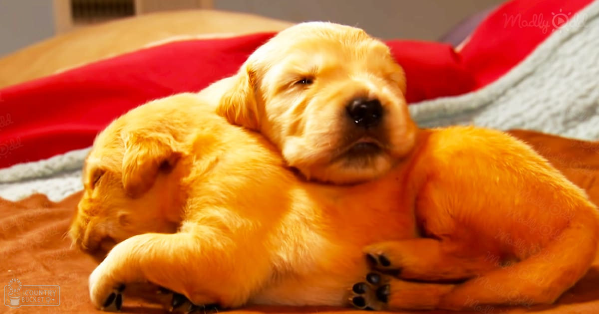 A young golden retriever puppy with light brown fur lies on a bed or couch indoors, surrounded by soft indoor lighting.