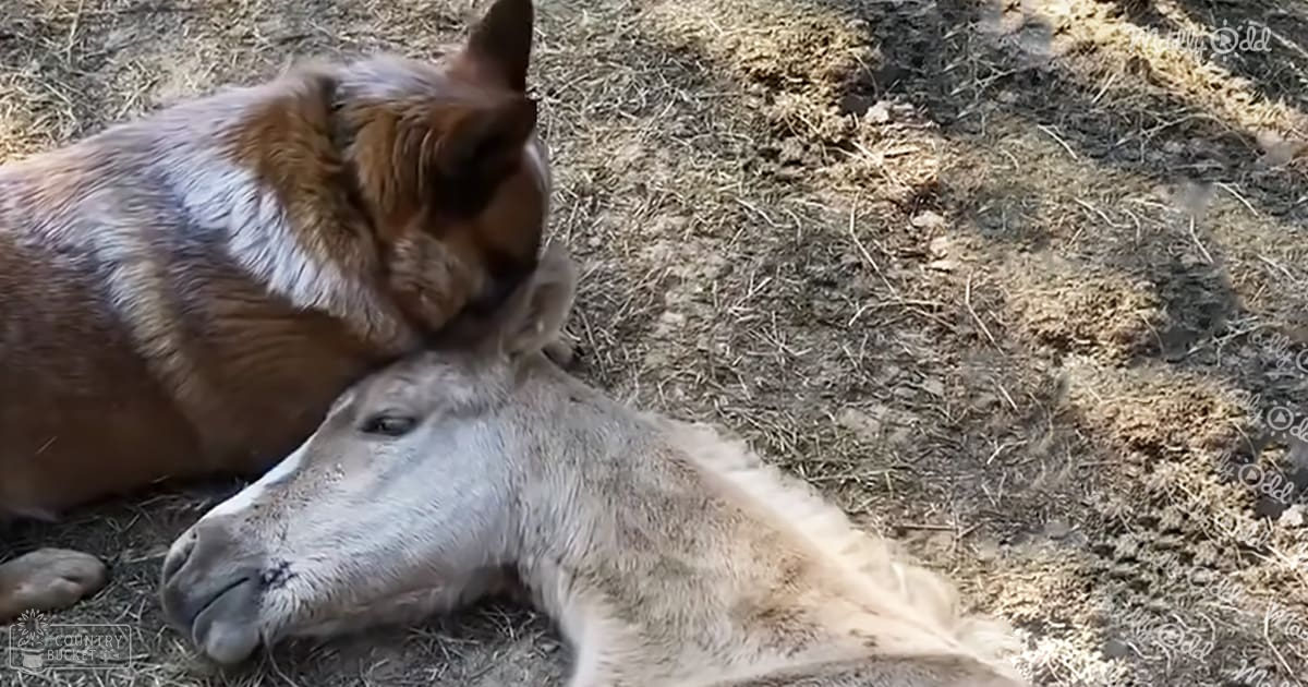 A medium-sized dog with brown and white fur interacting with a light gray or white donkey lying on dry grass in an outdoor area under sunny daytime lighting.