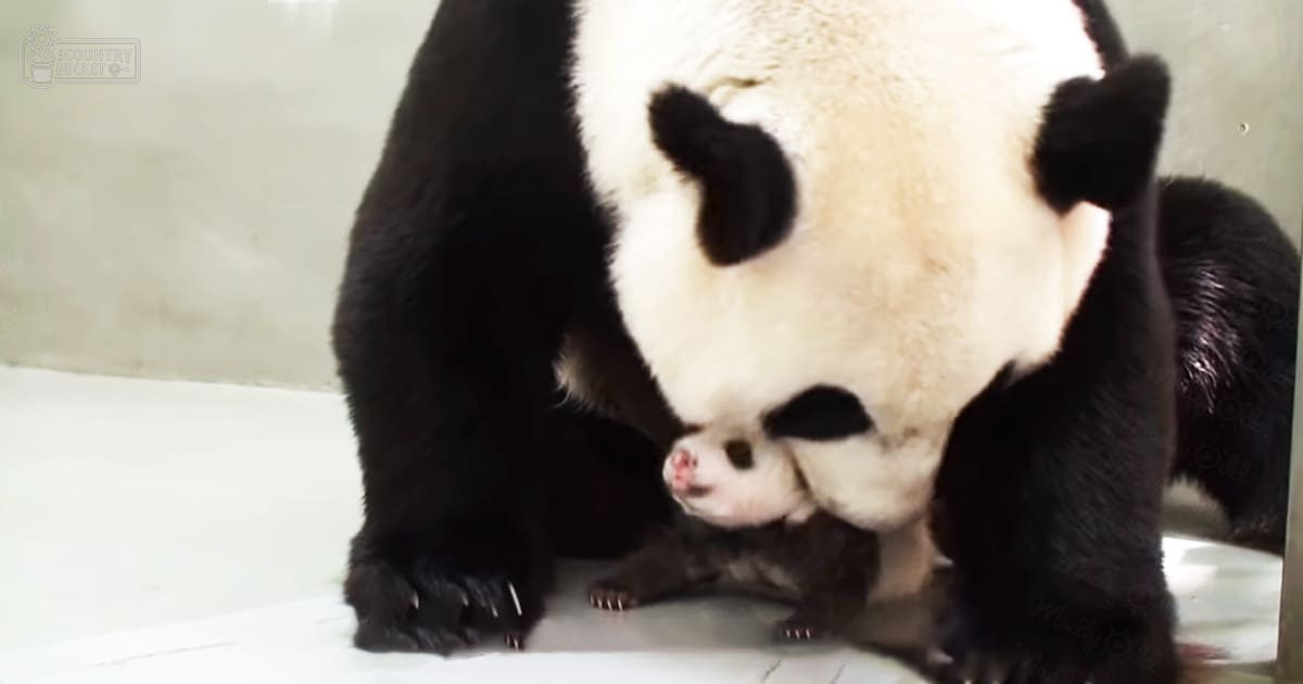 A close-up of a panda bear with black and white fur standing indoors against plain walls.