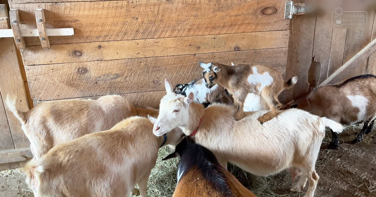 A barn with goats of various sizes and colors, some with white patches on their backs; wooden walls and flooring, natural daylight