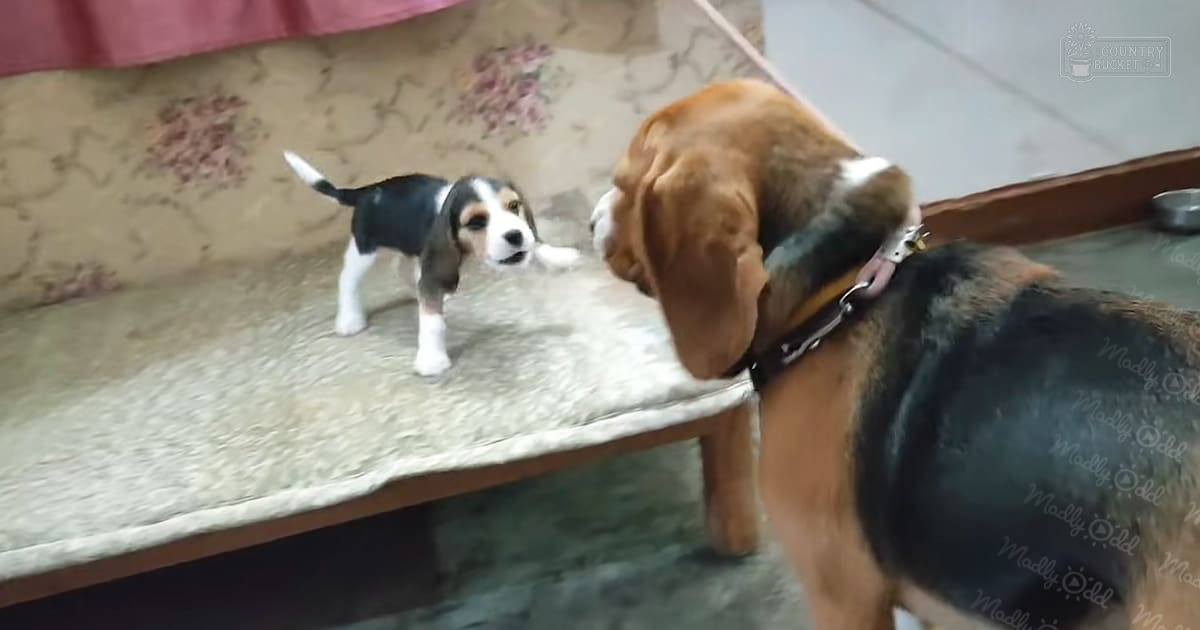 A Beagle puppy with black, white, and tan markings in a living room setting with floral-patterned furniture.