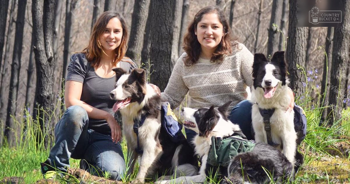 Two women with their dogs in a forested area during daytime, surrounded by bare trees indicating late winter or early spring.