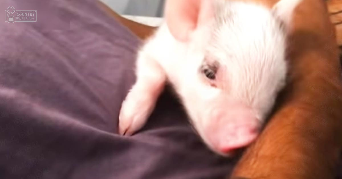 A young piglet with white fur and pink skin, indoors on a dimly lit surface.