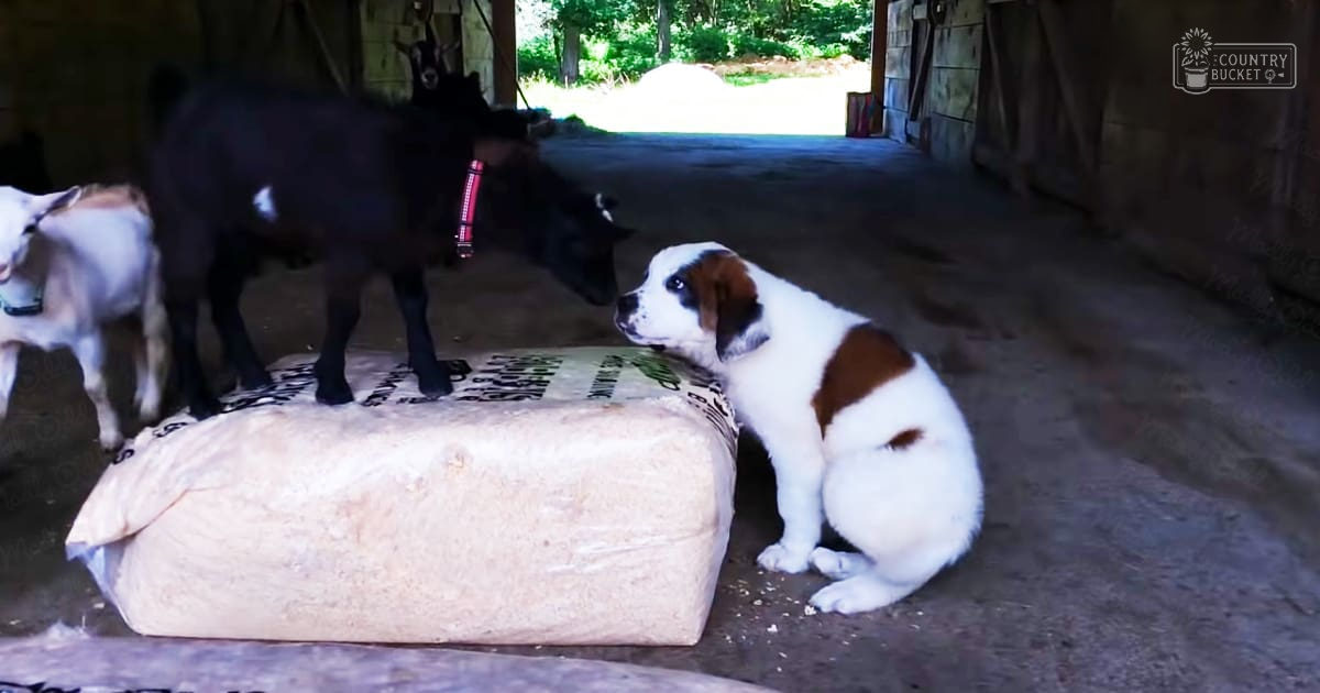 Juvenile black goat with white markings and adult St. Bernard puppy in a barn setting during daytime spring or summer.
