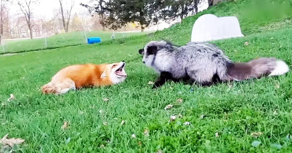 Two adult red foxes in a grassy outdoor area with a blue container and white structure on a hill, suggesting spring or summer day.