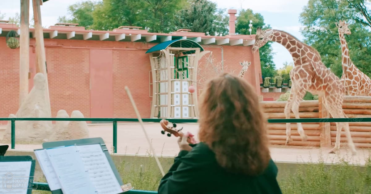 Adult female musician playing a violin in front of reticulated giraffes at a zoo on a bright spring or summer day with clear skies.