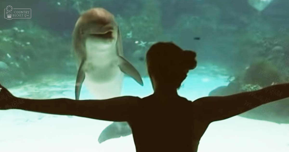 Adult male figure in an aquarium with a light-colored bottlenose dolphin swimming nearby, surrounded by water and bubbles during daytime.