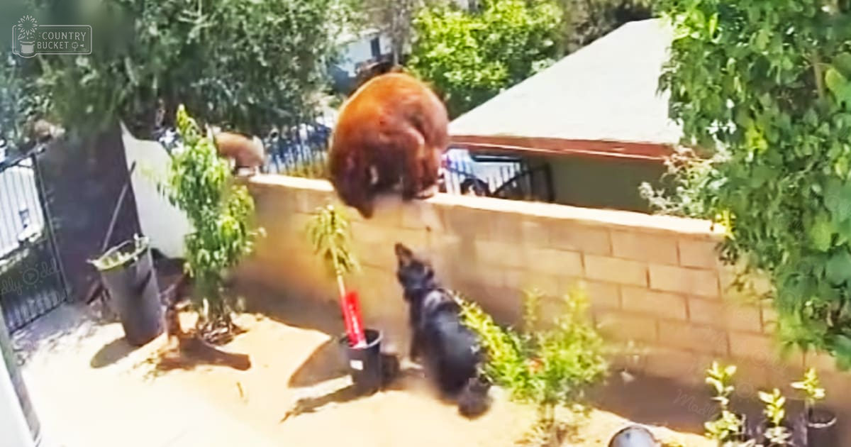 A small black dog interacts with a possibly wallaby or kangaroo on a brick wall in a lush backyard setting, likely spring or summer.