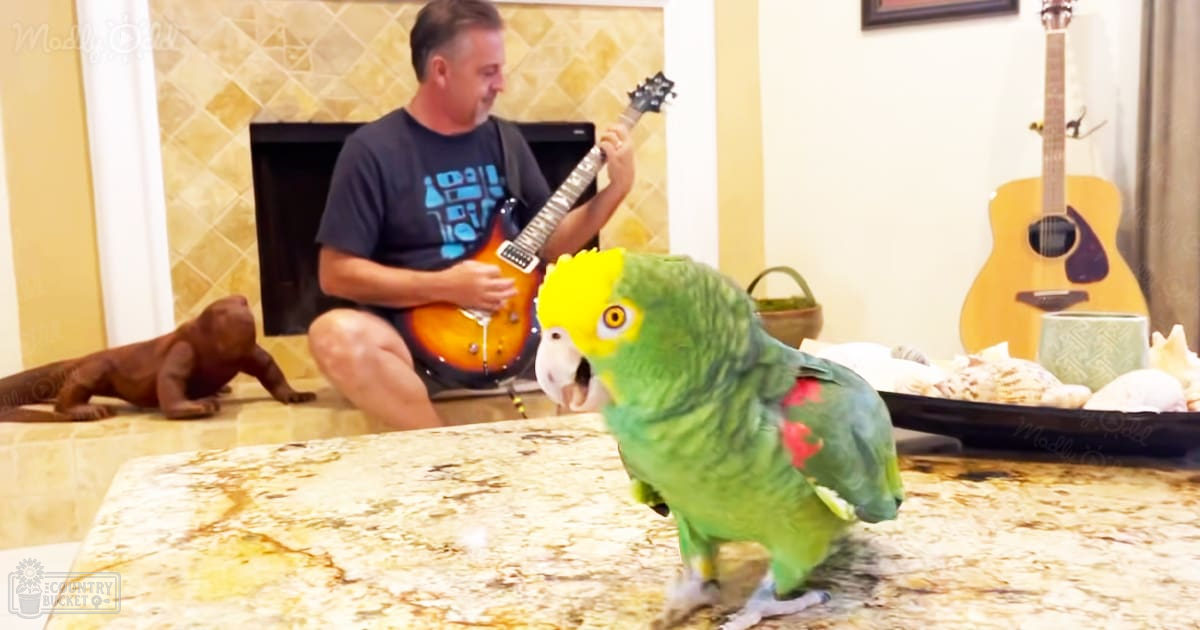 A green parrot with yellow head and red markings on its wings, an adult white bird in a cozy home setting with acoustic guitar and seashells.