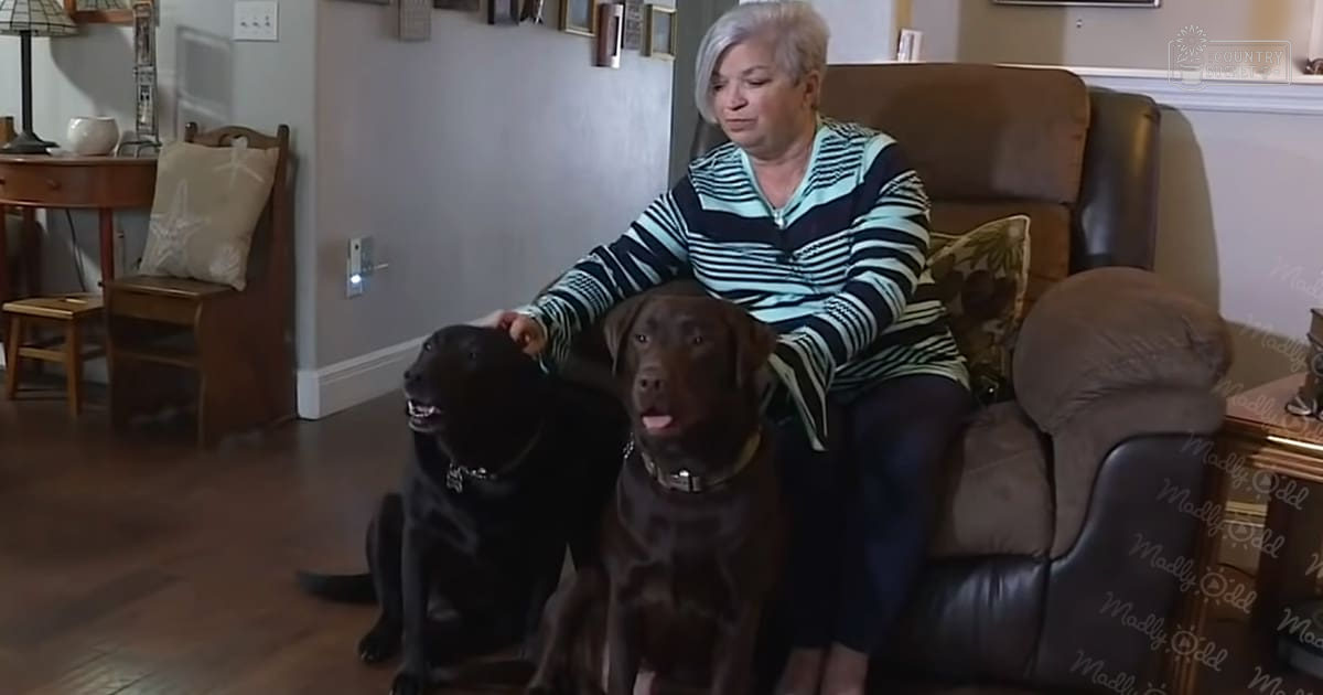 An adult female sitting in a living room with two Labrador Retrievers, surrounded by home decor under natural light.