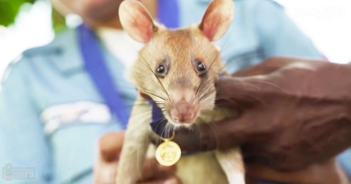 A juvenile light brown or tan rat wearing a gold medal with a white underbelly and some darker markings around the eyes and ears, in an outdoor setting with natural lighting.