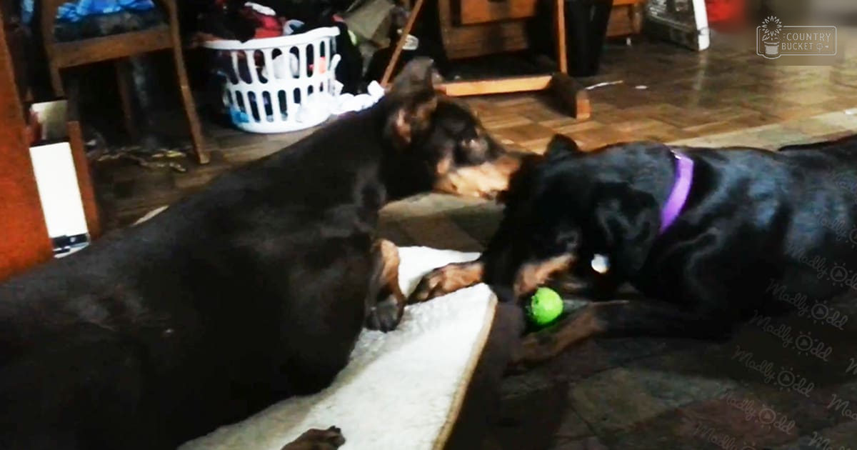 Two black Rottweiler-like dogs with tan markings and a purple collar in an indoor home setting, surrounded by wooden furniture and green ball on the floor.
