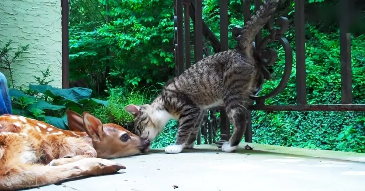 Two kittens, one fawn deer-like with light brown spots and gray tabby cat, in lush green garden during daytime summer or spring.