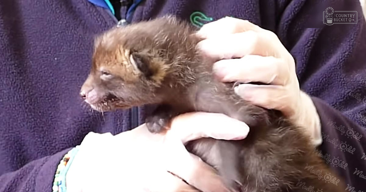 A juvenile small mammal, possibly a ferret, being held by an adult male in a dark-colored fleece or sweater with a green logo indoors.