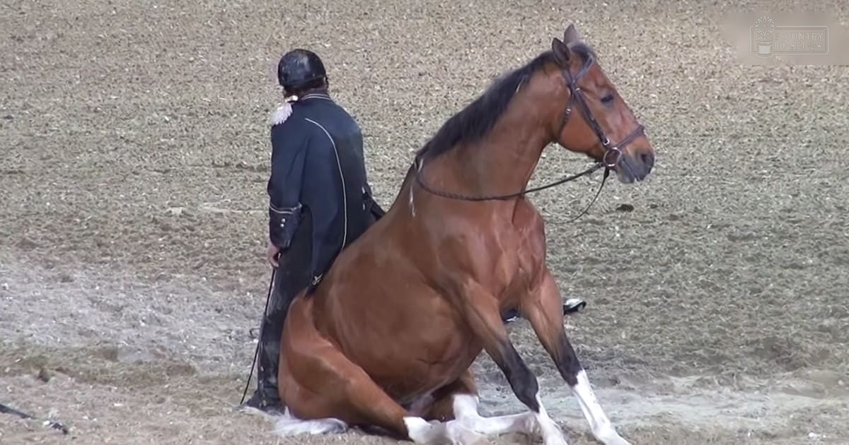 A brown horse with white leg markings stands in a sandy riding arena, wearing no visible clothing while an adult male rider in dark blue and black formal equestrian attire holds his riding crop. The setting is outdoors during the daytime with clear weather conditions.