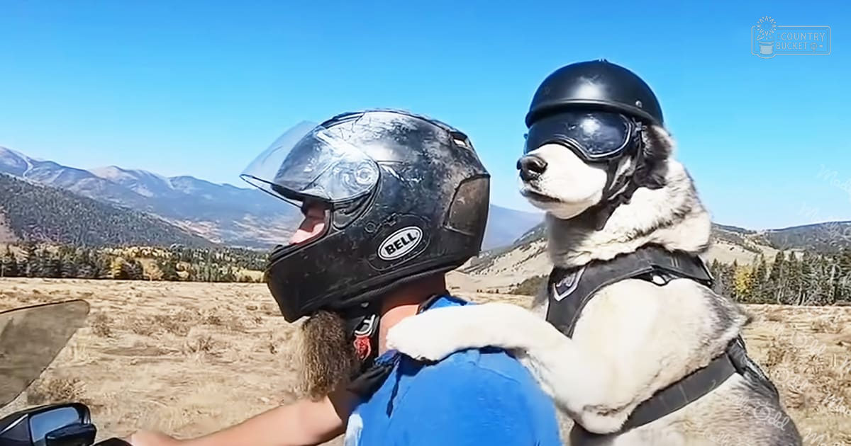 A man rides a motorcycle with an Alaskan Malamute in the passenger seat through a mountainous area under clear blue skies, late summer or early fall.