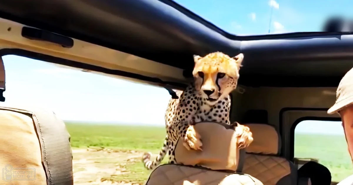 A cheetah with distinct black spots in a safari vehicle on an open savanna landscape under a clear blue sky.