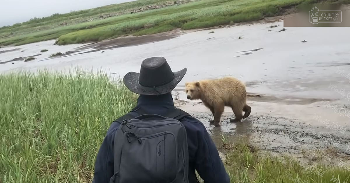 A grizzly bear (likely a coastal brown bear), adult, in light tan to beige fur, at a coastal wetland with grassy areas and shallow water. The setting is natural with overcast lighting suggesting early morning or late afternoon.