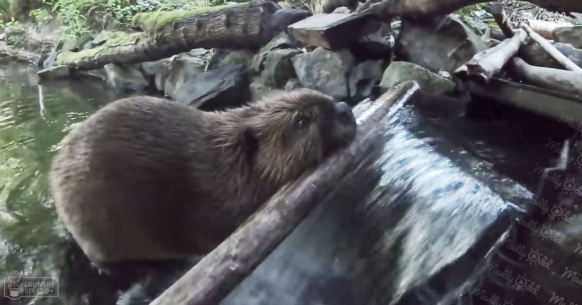A beaver with brown fur stands in a forested area near water with lush greenery and bright daylight.