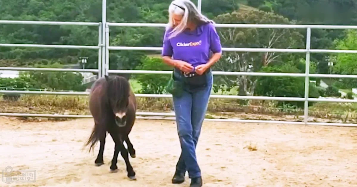 A middle-aged to older adult female wearing a purple polo shirt and blue jeans interacts with a juvenile Shetland pony in an outdoor arena during daytime, surrounded by lush greenery.