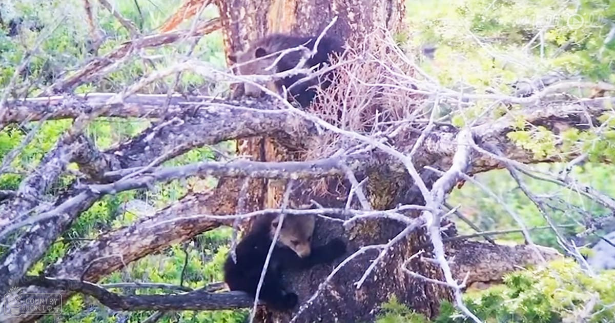 A close-up of a bear cub with light brown markings in a forested area during spring or summer.