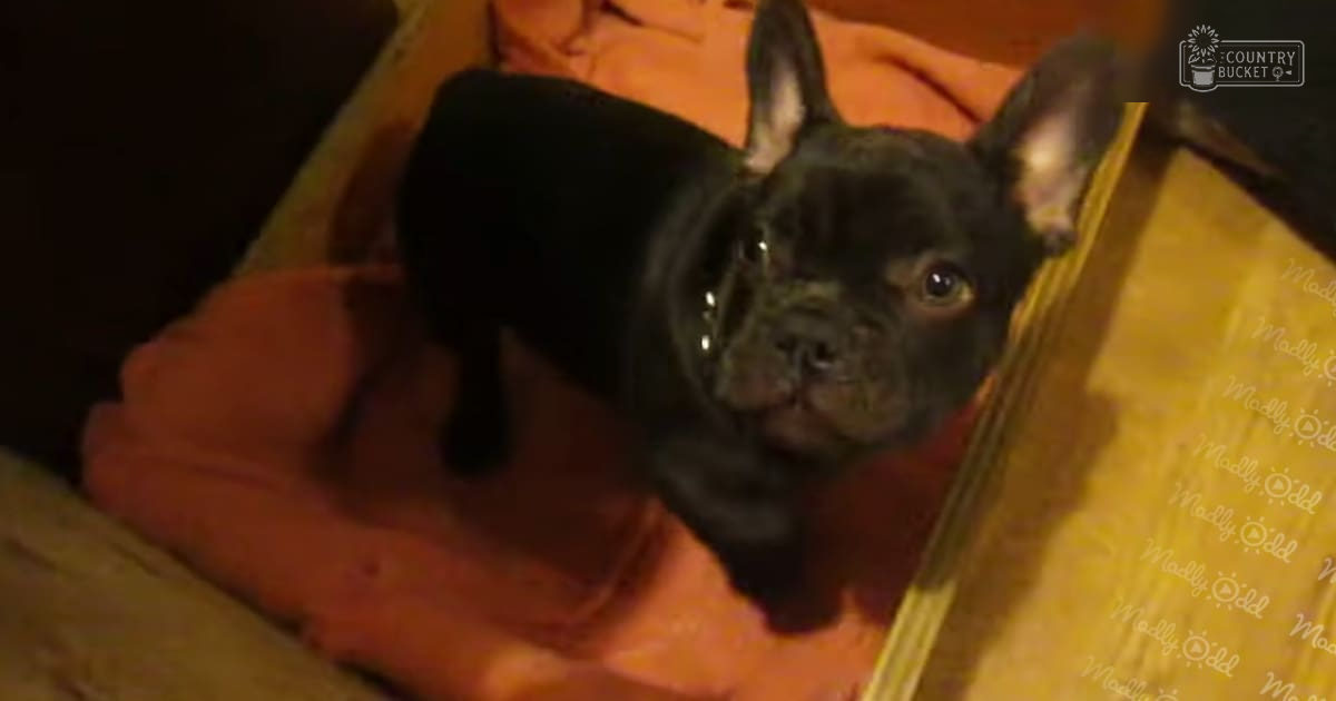 A young French Bulldog puppy with a smooth coat stands on an orange-lined wooden box indoors, likely in a living room or bedroom setting under dim evening light.