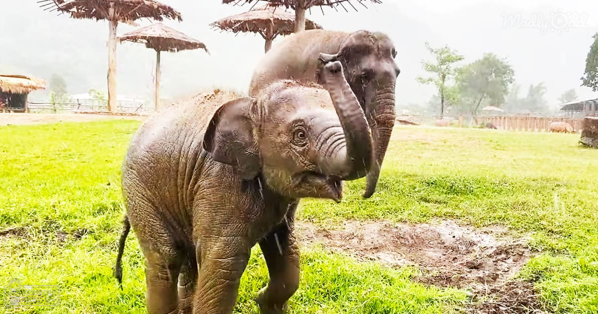 Two Asian elephants, one adult and baby, in an open grassy area with huts made of straw and wood in a rural setting under overcast skies.