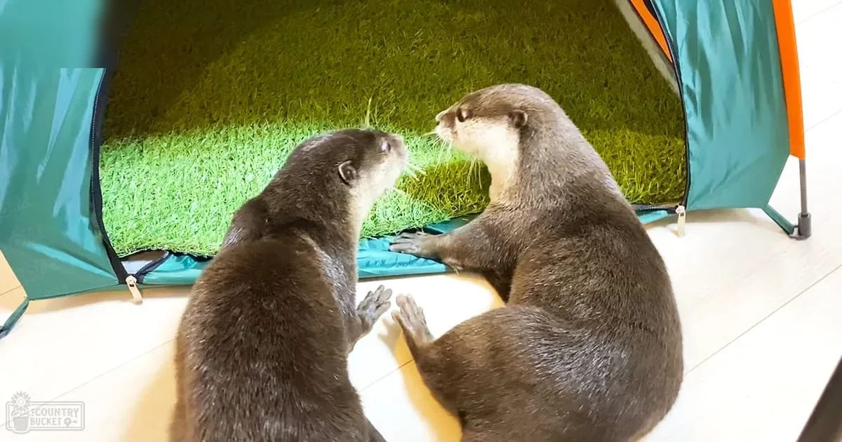 Two adult otters with brown coats and lighter facial markings, indoors in a home-like setting with natural light, green tent, beige floor.
