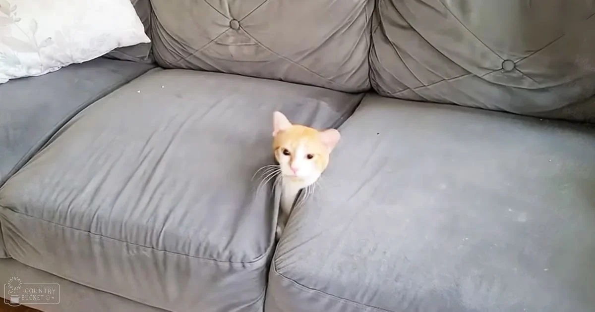 An orange-furred adult cat with white chest markings, sitting in a living room with tufted gray couches and a white floral pillow.