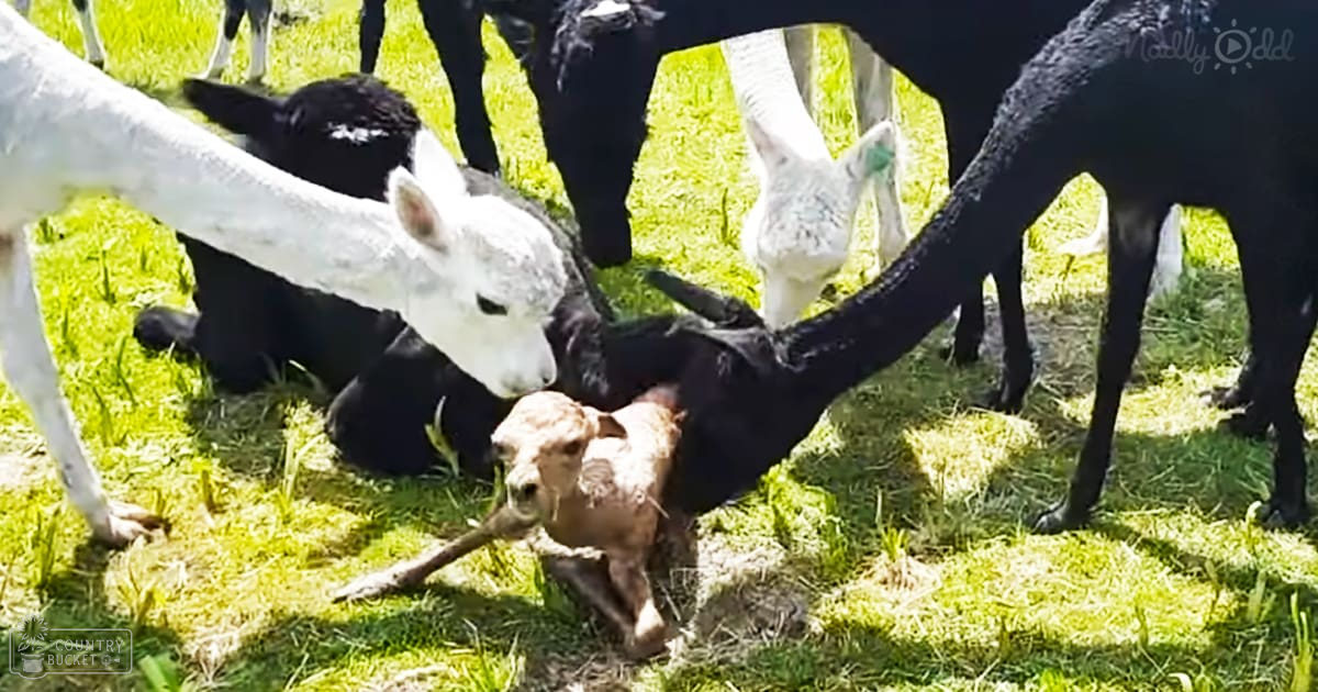 Mixed breed young goats with black and white coats grazing on green pasture during midday daylight.