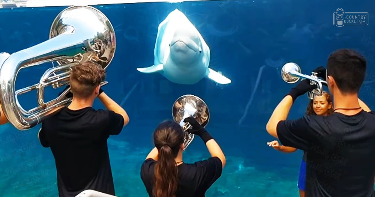 A beluga whale in an aquarium, surrounded by young adults wearing black T-shirts and gloves, with blue water and glass walls as the backdrop.