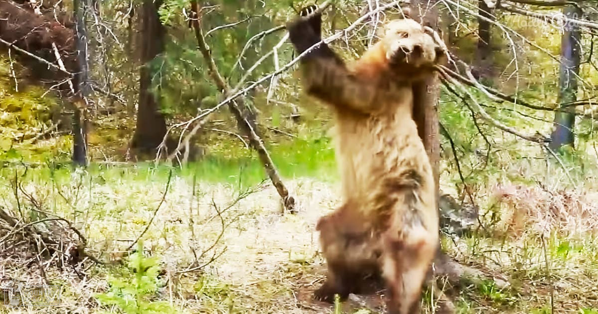 A brown bear standing upright with raised front paws in a forest setting during autumn under natural daylight