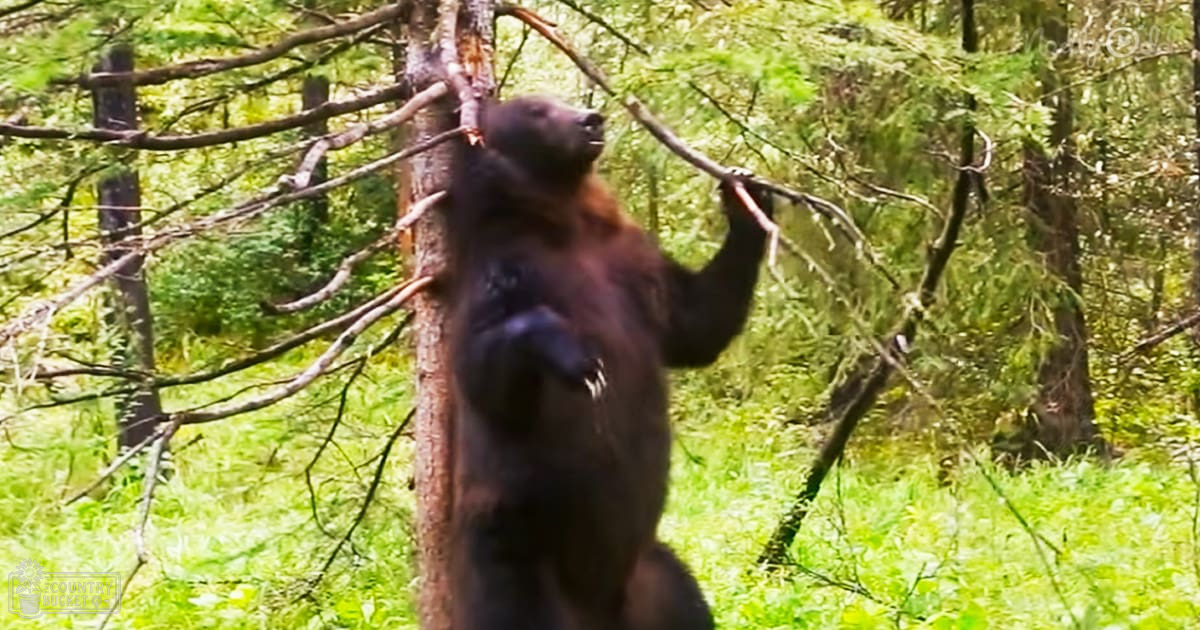 A brown bear in a forest with lush green grass and trees, suggesting daytime during spring or summer.