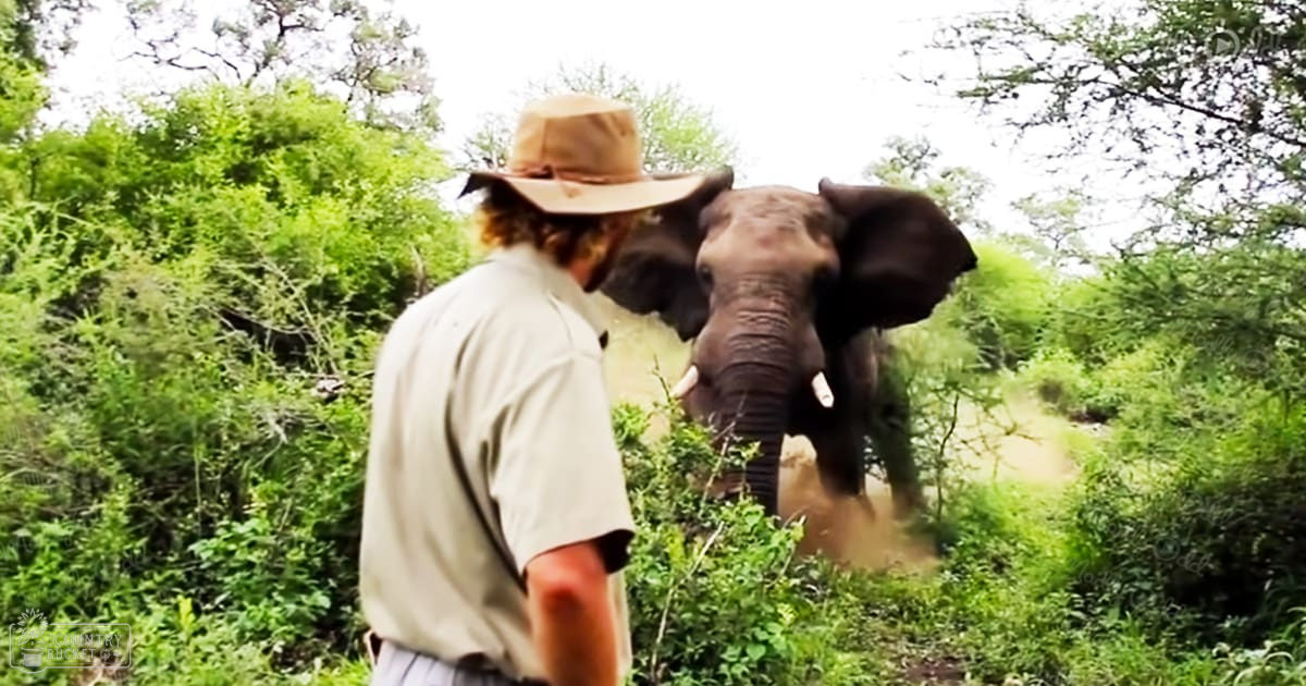 An adult male interacts with an elephant in a lush, green natural setting during what appears to be spring or summer.