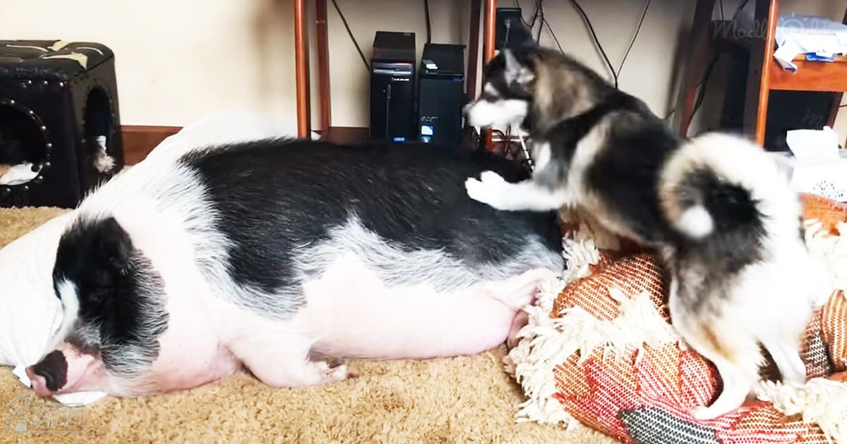 A pig with black and white markings lies down indoors, surrounded by a mix of furniture and personal items under natural lighting.