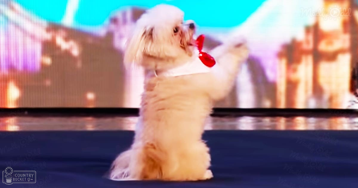 A small white dog with long fur, possibly a Shih Tzu or Pekingese, stands indoors at an event space, likely a public venue such as a theater or convention center. The backdrop suggests it's during a performance or gathering.