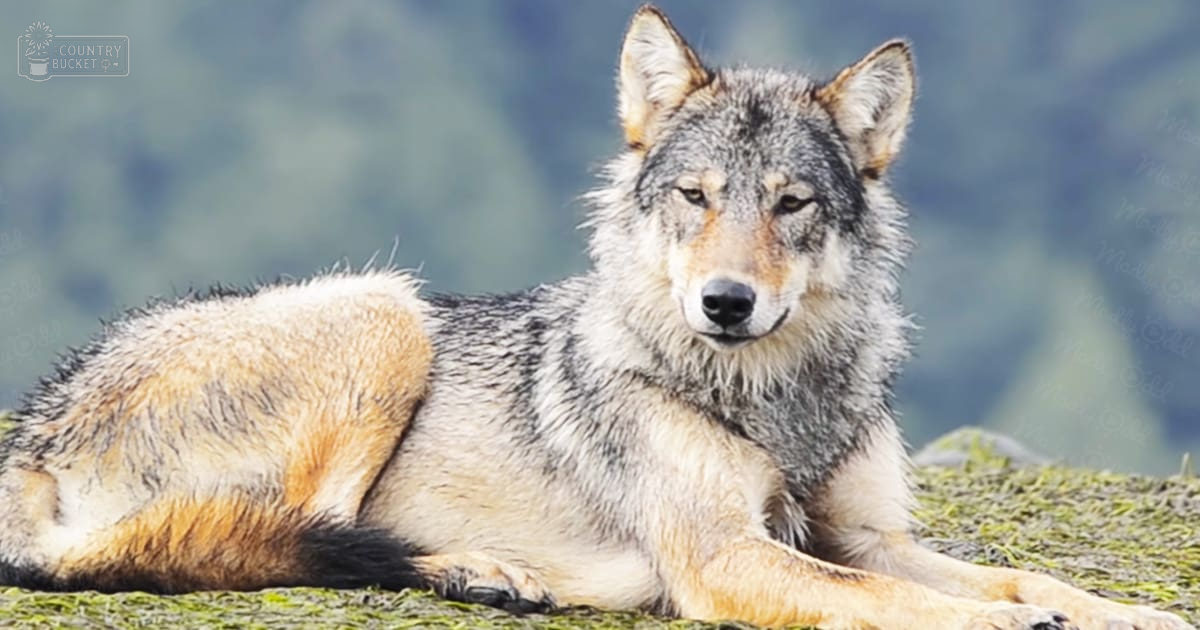 A wolf with distinct gray and tan markings stands outdoors on a hillside amidst greenery, likely during spring or summer. The lighting is bright daylight.