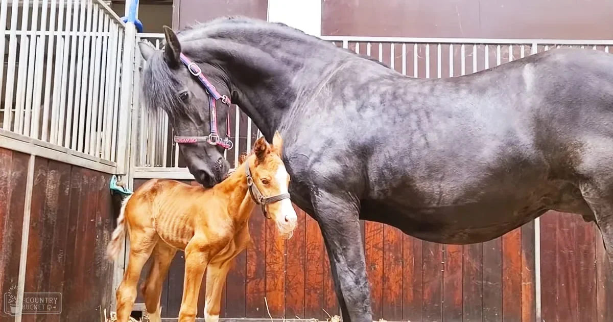 A dark gray adult mare with a light brown/tan foal in an indoor stable setting, surrounded by wooden paneling and metal railings.