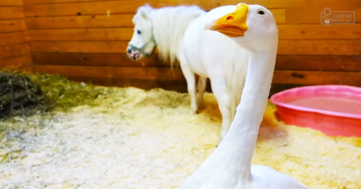 A white miniature horse with a green halter and a yellow-billed, black-eyed goose in an indoor barn setting during daylight.