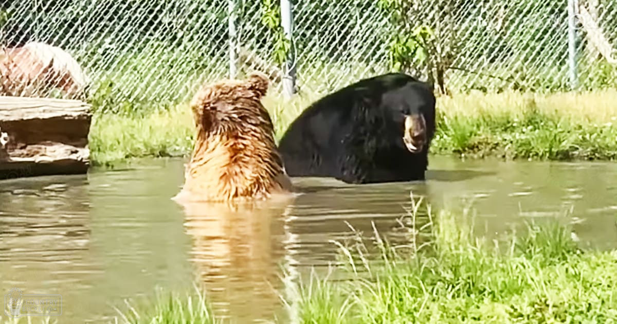 Two adult bears with light brown and black fur stand together in a water enclosure surrounded by grass at a zoo or wildlife sanctuary, likely spring or summer.