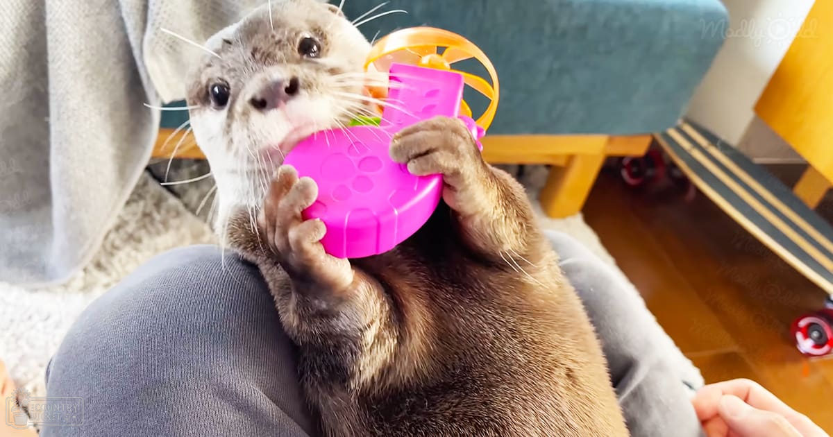 An adult female otter holds a pink plastic toy indoors, with a teal chair and skateboard in the background.