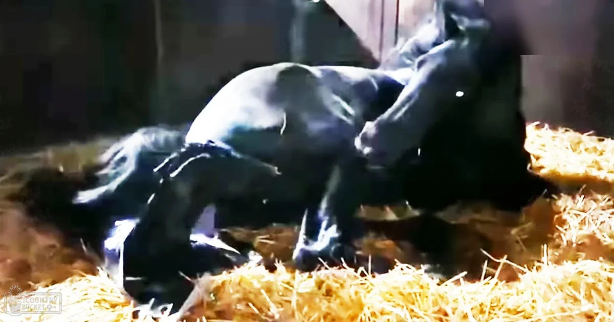 A Holstein or similar breed newborn calf lies on straw bedding in a barn, likely indoors during daytime.