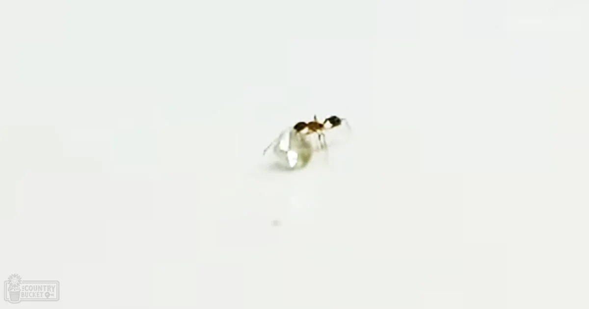 An ant with a black head, thorax, yellowish-brown legs and abdomen on a plain white surface indoors. No specific season or time of day is indicated.