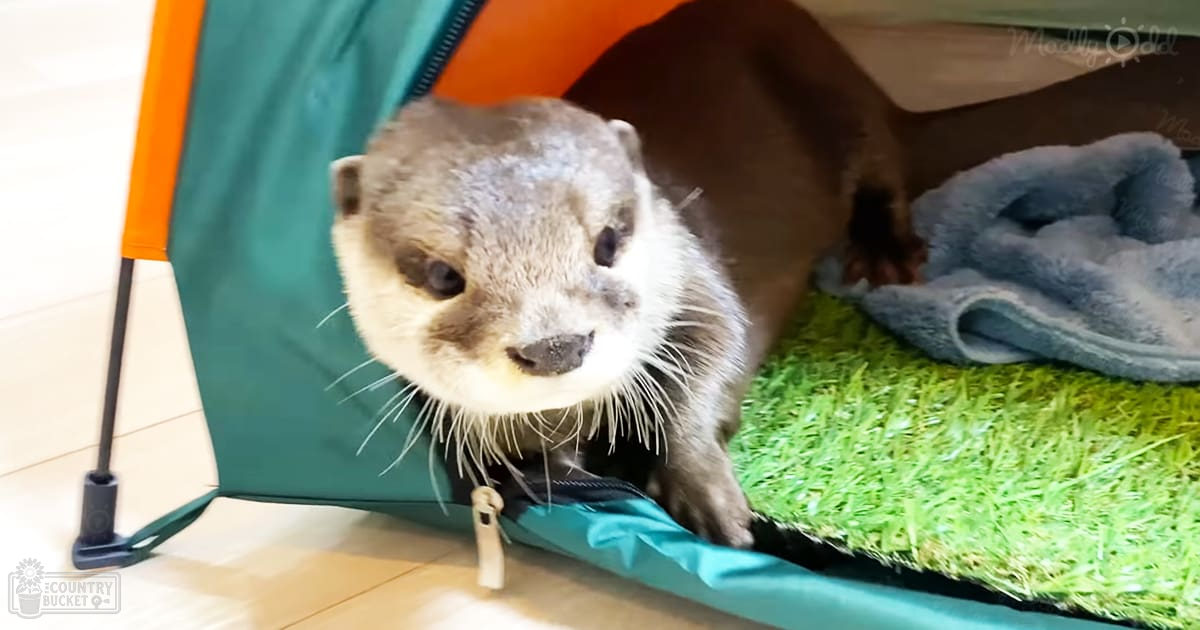 A small otter with light brown fur and white markings indoors near a green and orange tent structure, natural lighting during daytime.